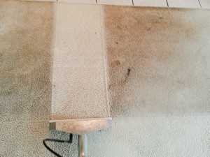Safe Dry Carpet Cleaning 1 Rated Cleveland Tennessee